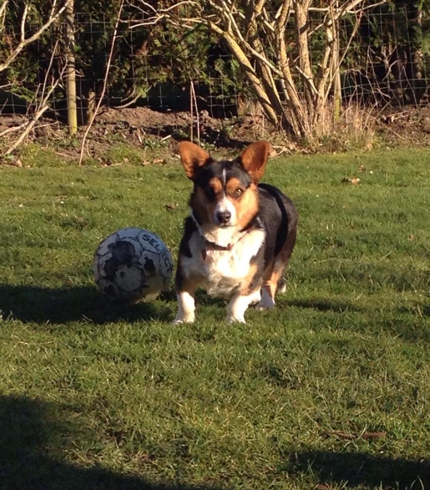 Welsh corgi cardigan Nelly billede 13