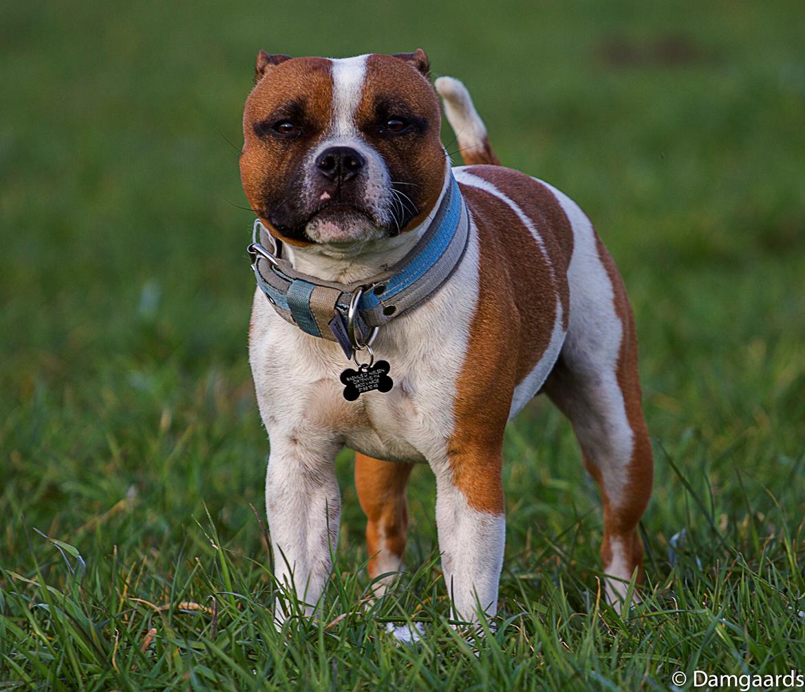 Staffordshire bull terrier Rochamgos Famous Falkner (Hemi) billede 3