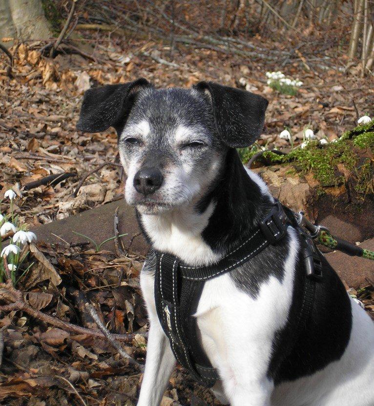 Dansk svensk gaardhund Tezza - Dette billede er taget 1 time, før hun blev en stjerne på himmelen. billede 23