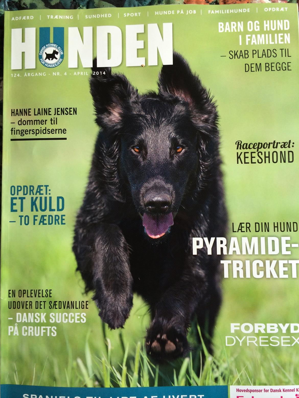 Flat coated retriever Flatrunner Faithful Floyd - Floyd på forsiden af bladet Hunden billede 42
