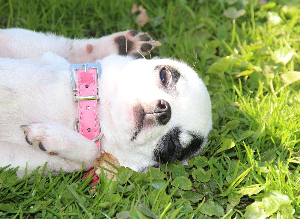 Chihuahua Miszja - 16 April 2014 - 7 måneder. billede 10