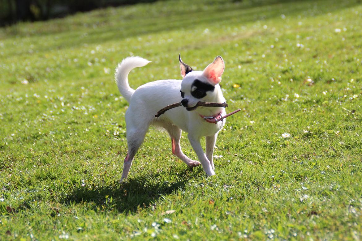 Chihuahua Miszja - 16 April 2014 - 7 måneder. billede 7