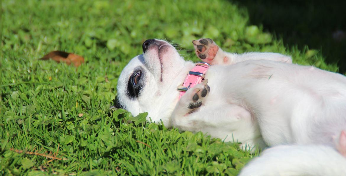 Chihuahua Miszja - 16 April 2014 - 7 måneder. billede 8