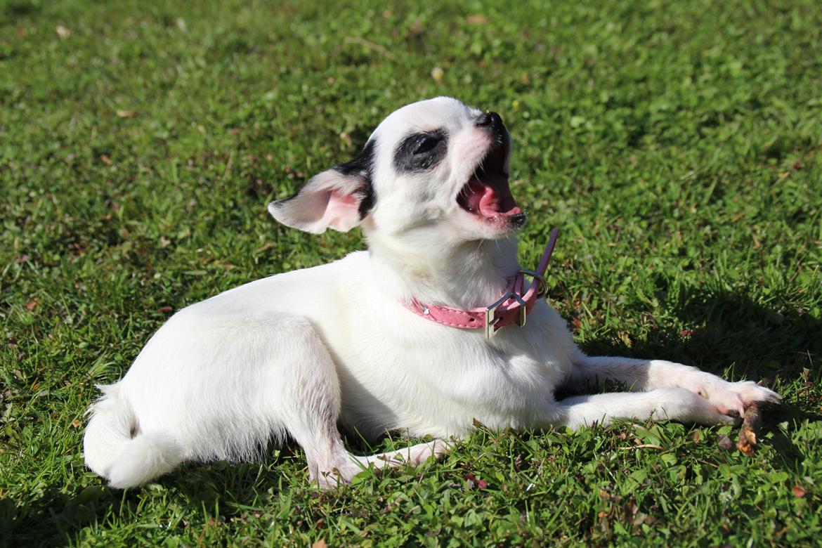 Chihuahua Miszja - 16 April 2014 - 7 måneder. billede 9