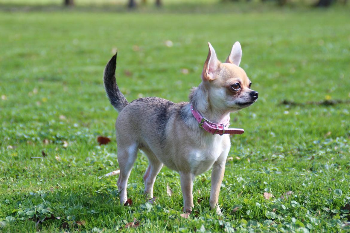 Chihuahua Frk Kvistes Brianna *Bindi* - 16 April 2014 <3 billede 6