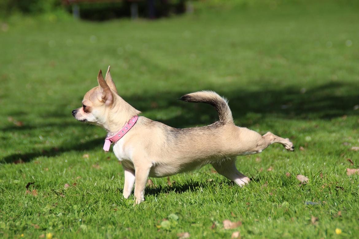 Chihuahua Frk Kvistes Brianna *Bindi* - Yoga? :D 16 April 2014 <3 billede 8