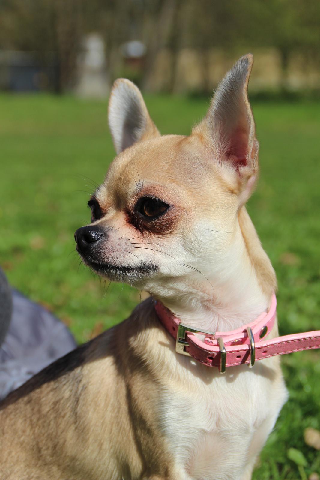 Chihuahua Frk Kvistes Brianna *Bindi* - 16 April 2014 <3 billede 5