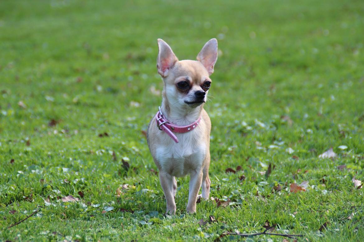 Chihuahua Frk Kvistes Brianna *Bindi* - 16 April 2014 <3 billede 7