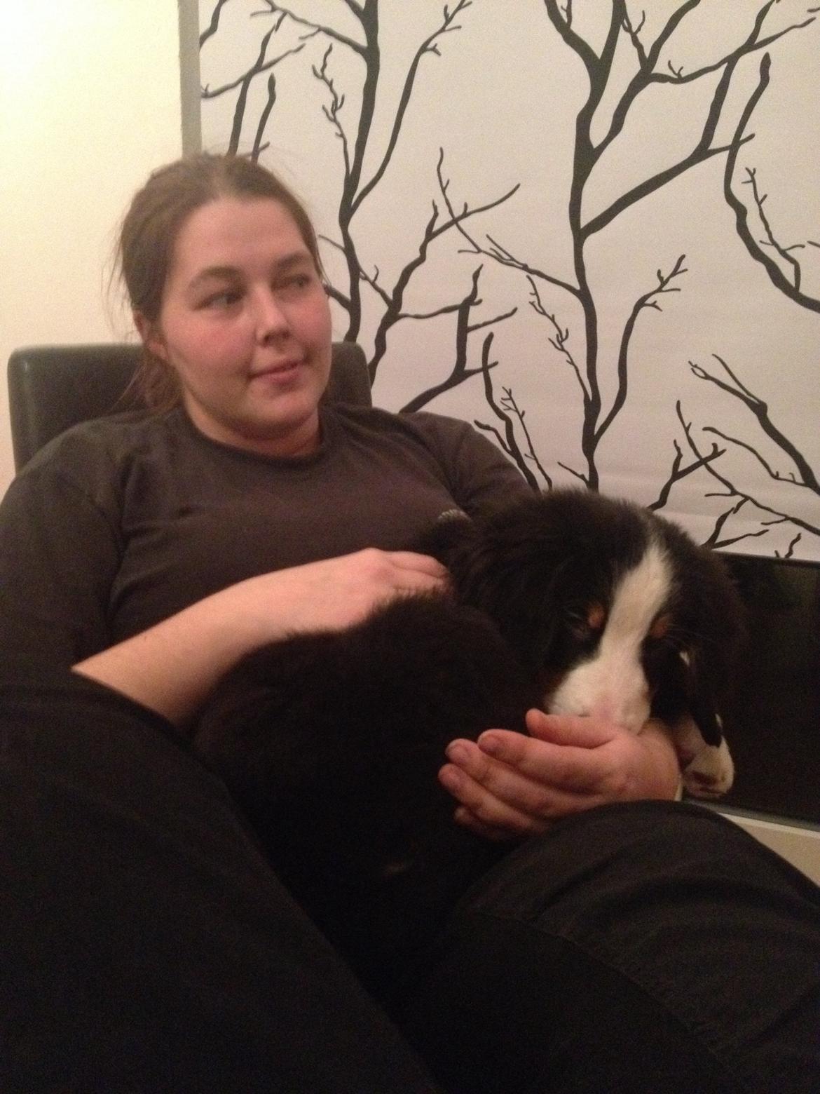 Berner sennenhund Max billede 1