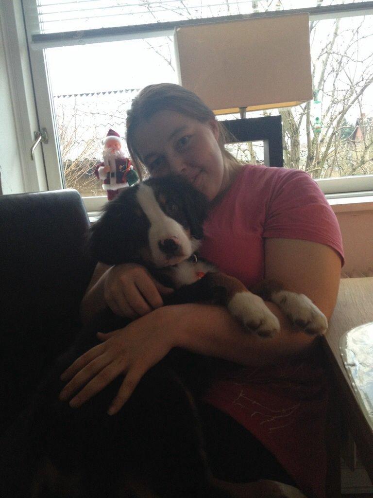 Berner sennenhund Max billede 3