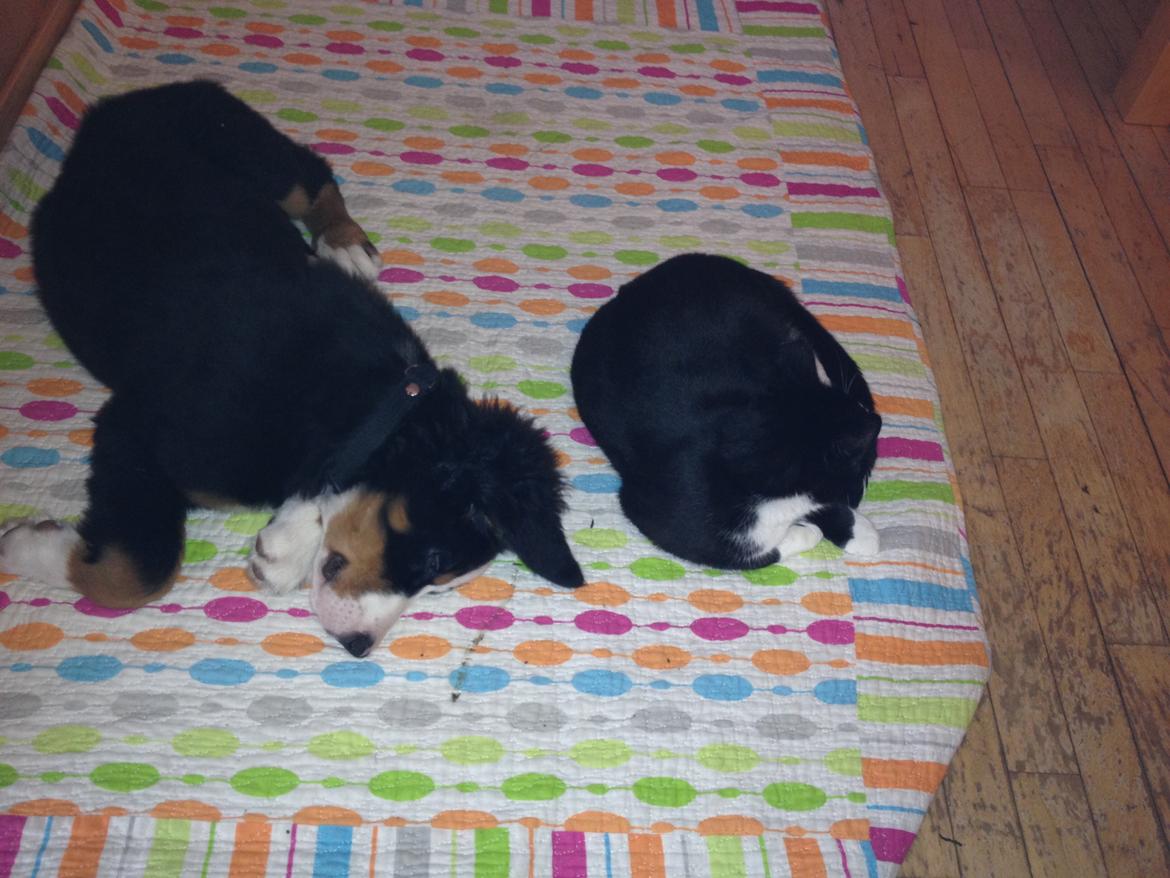 Berner sennenhund Max billede 4