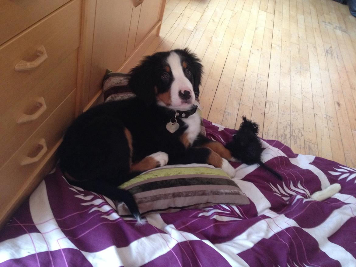 Berner sennenhund Max billede 2