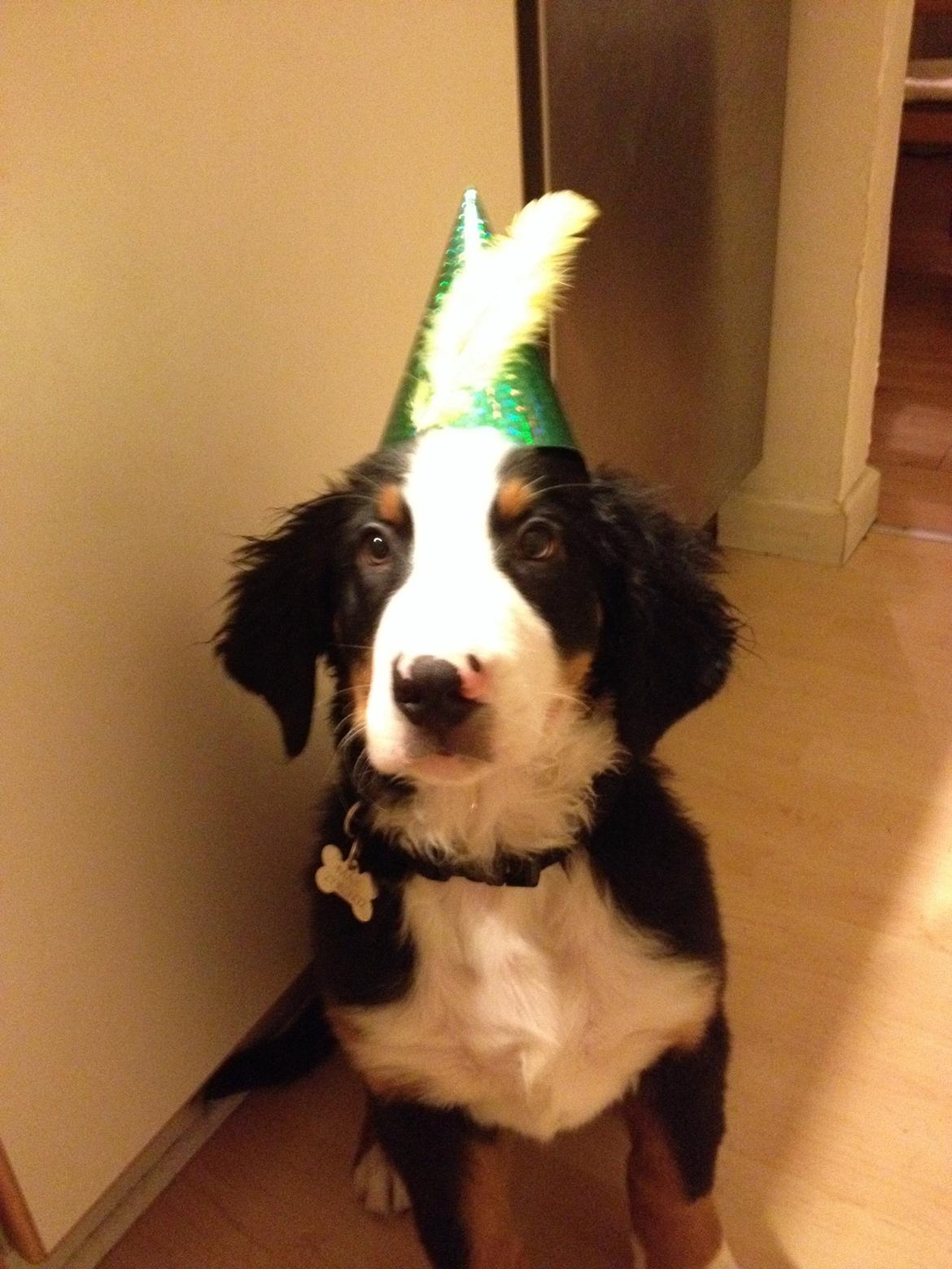 Berner sennenhund Max billede 5