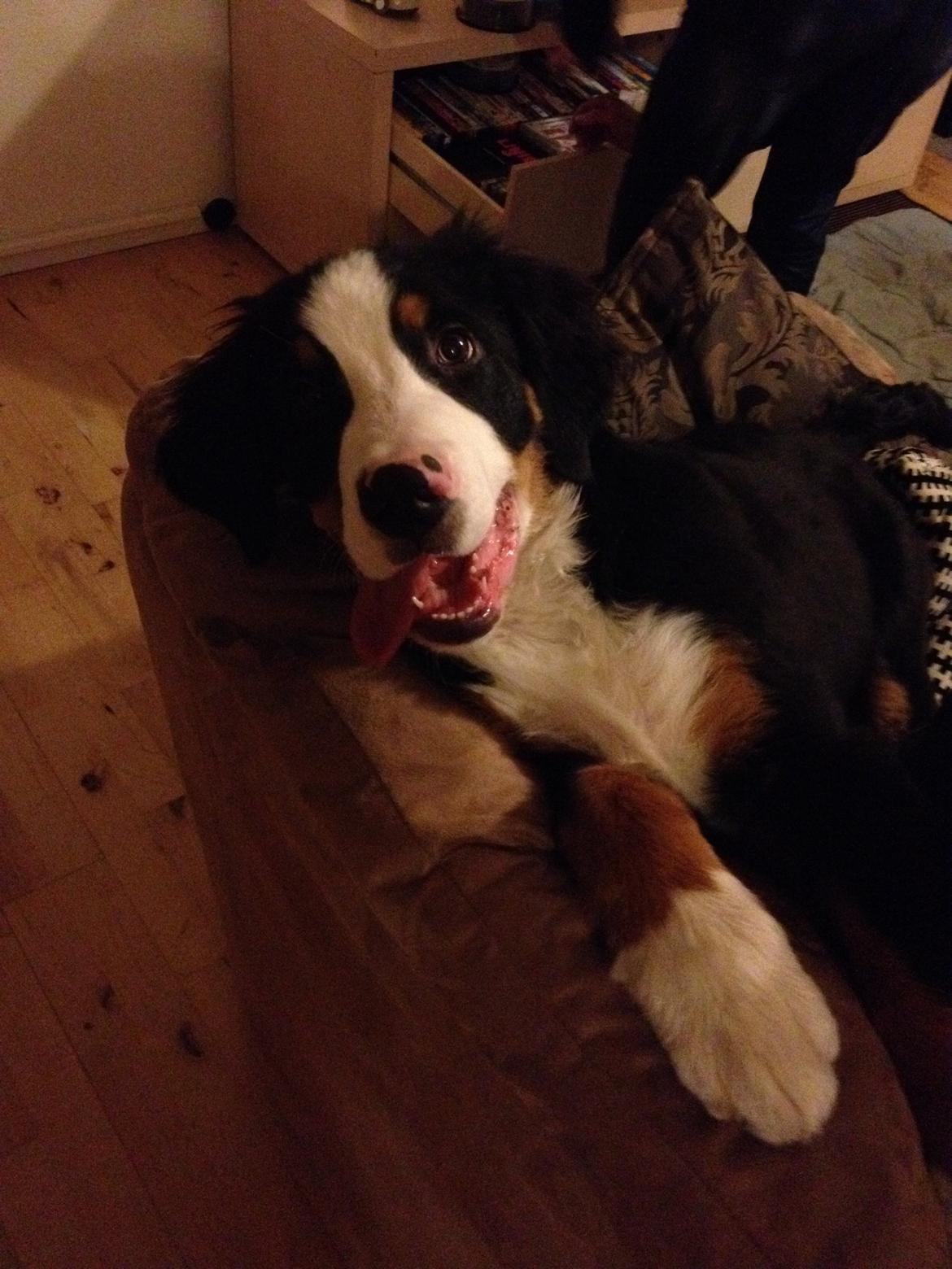 Berner sennenhund Max billede 7
