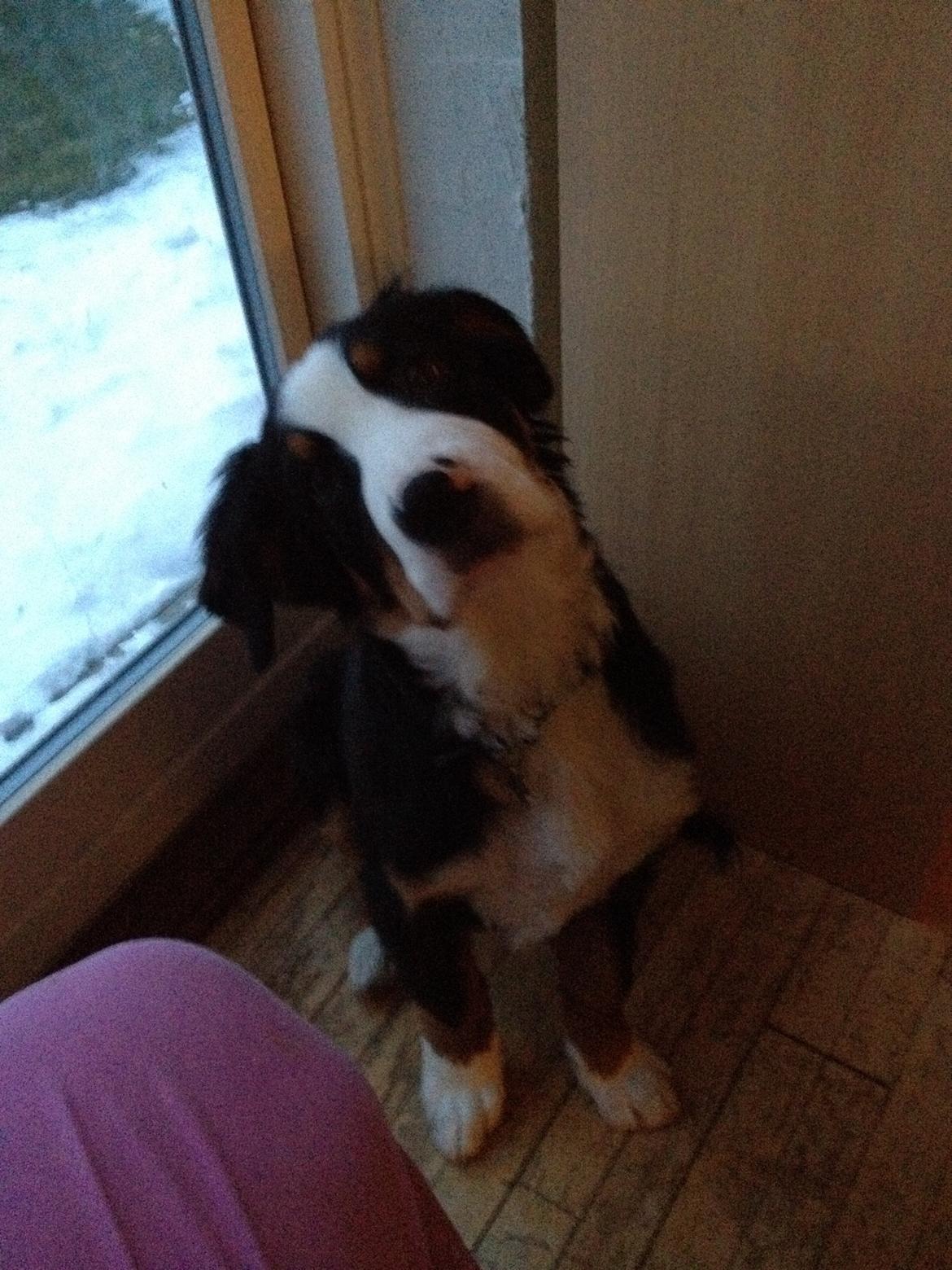 Berner sennenhund Max billede 8