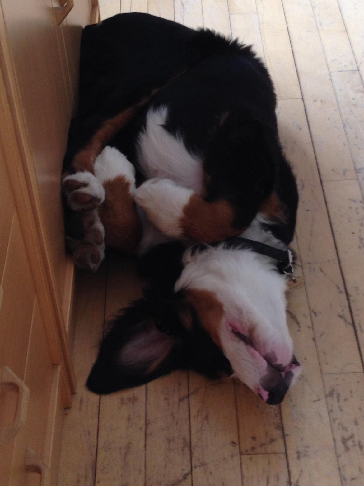 Berner sennenhund Max billede 9