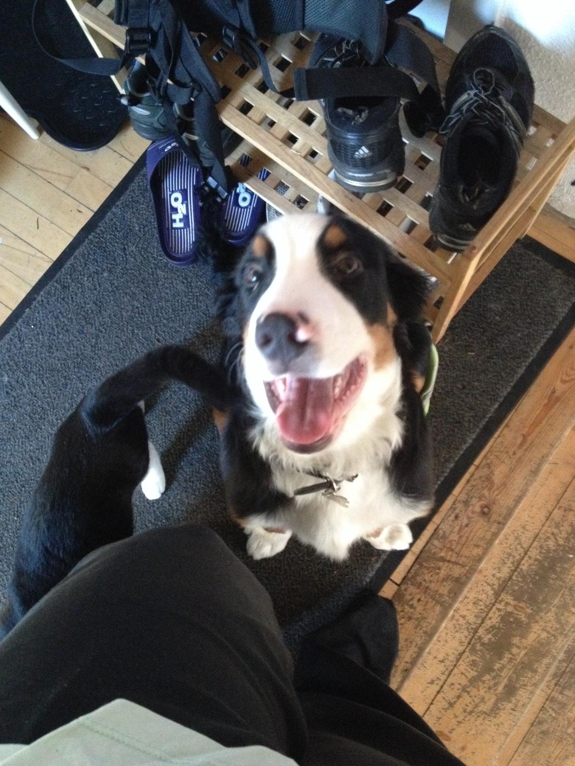 Berner sennenhund Max billede 10