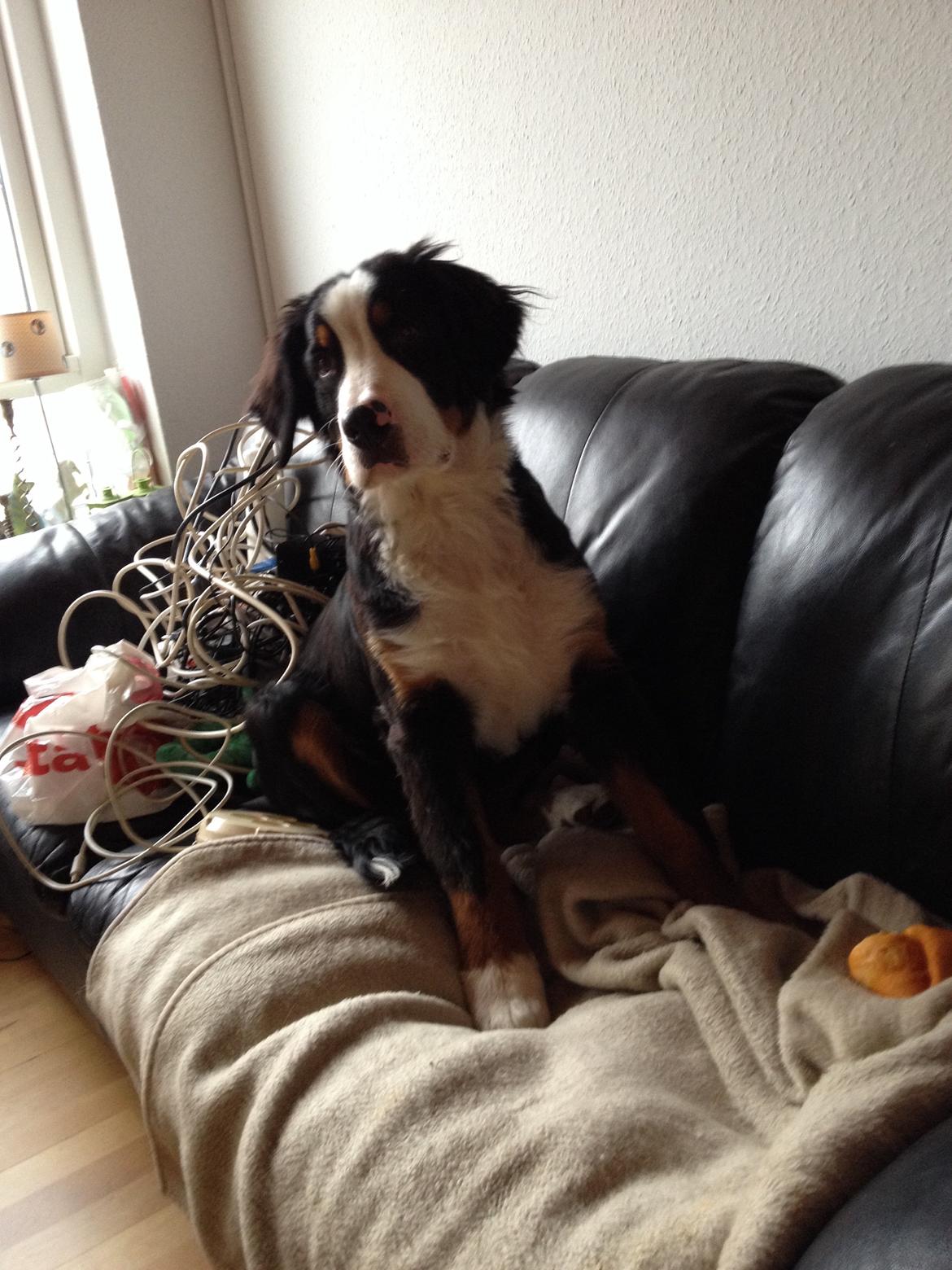 Berner sennenhund Max billede 11