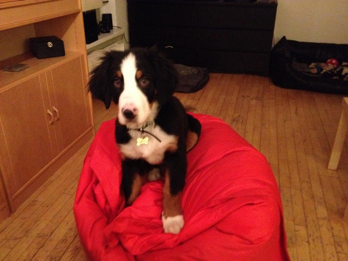 Berner sennenhund Max billede 6