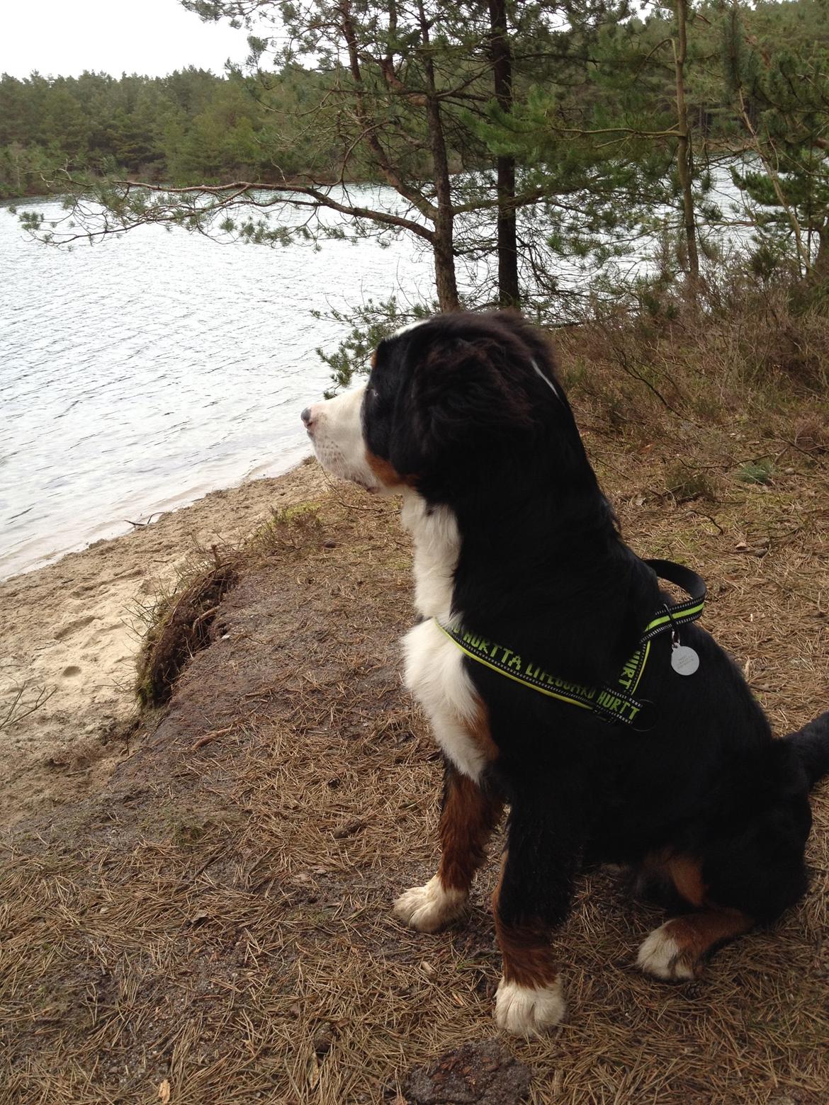 Berner sennenhund Max billede 13