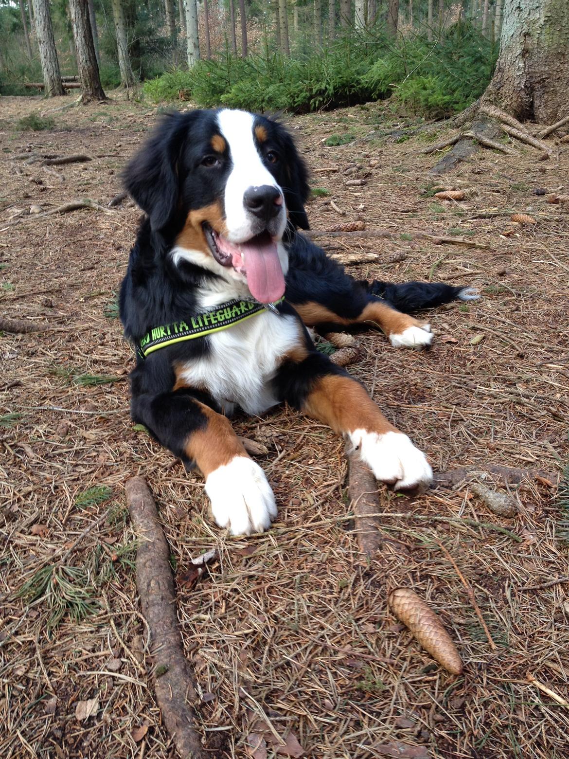 Berner sennenhund Max billede 14