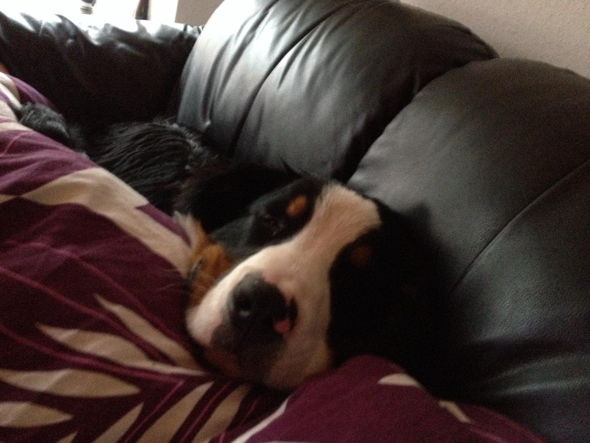 Berner sennenhund Max billede 15