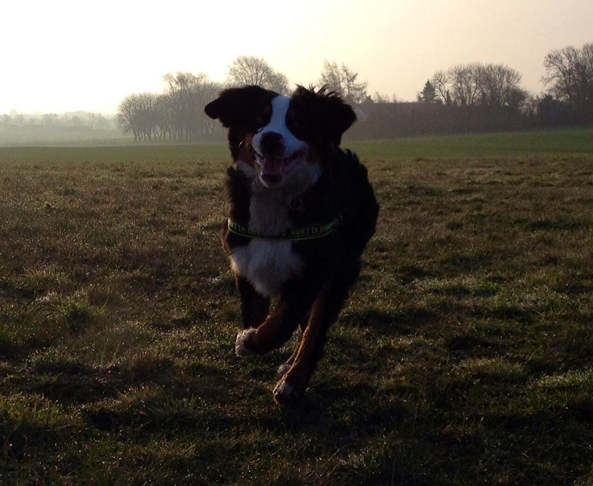 Berner sennenhund Max billede 16