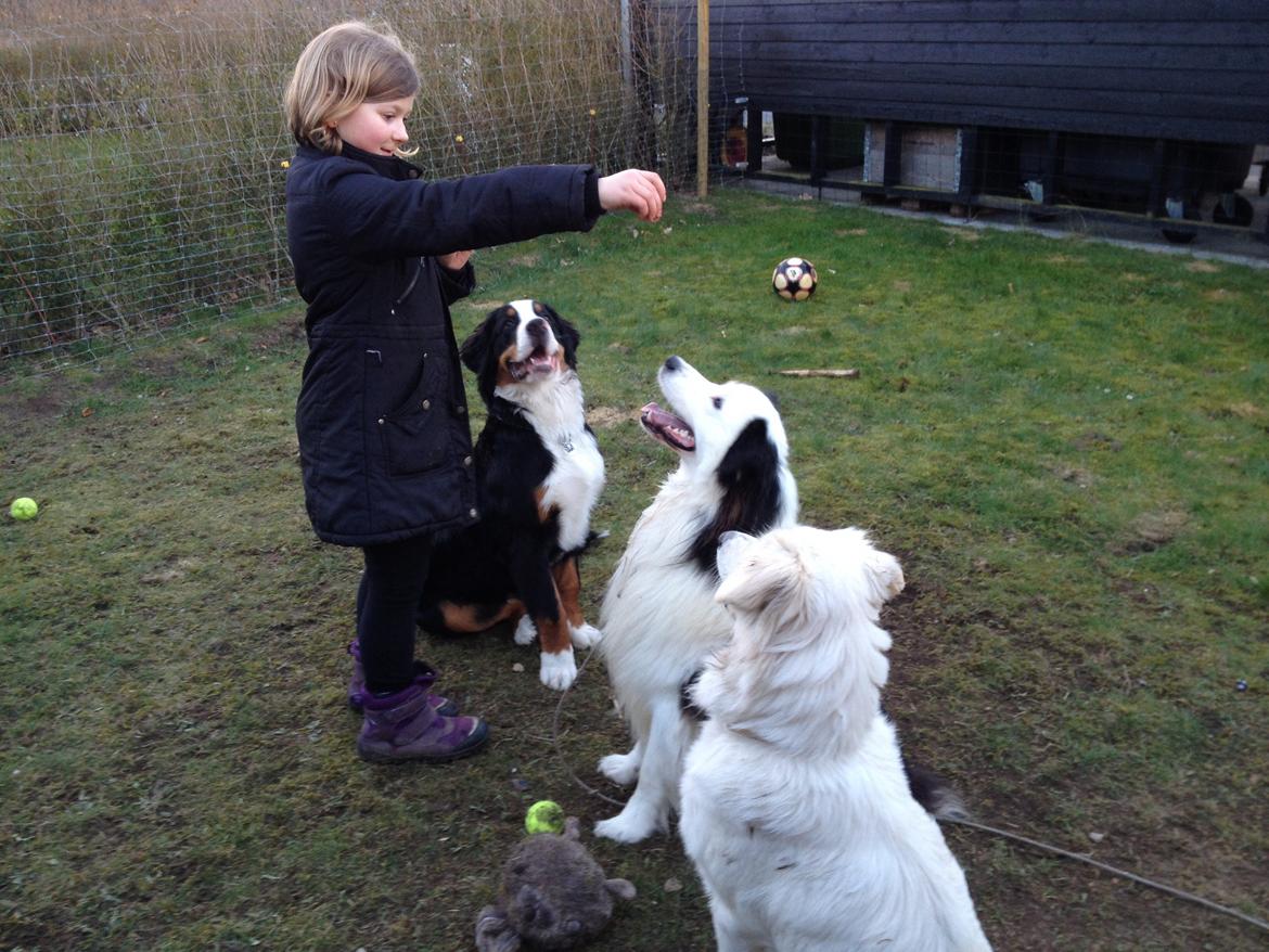 Berner sennenhund Max billede 17