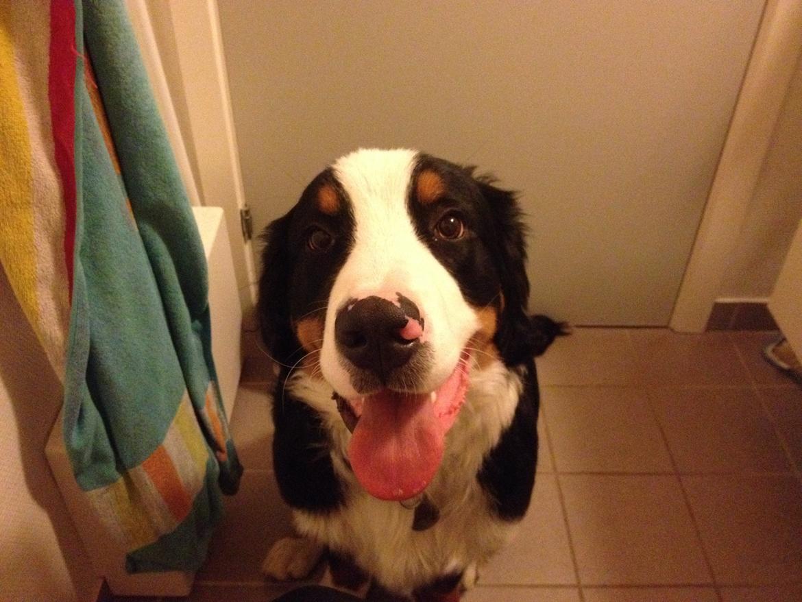 Berner sennenhund Max billede 18