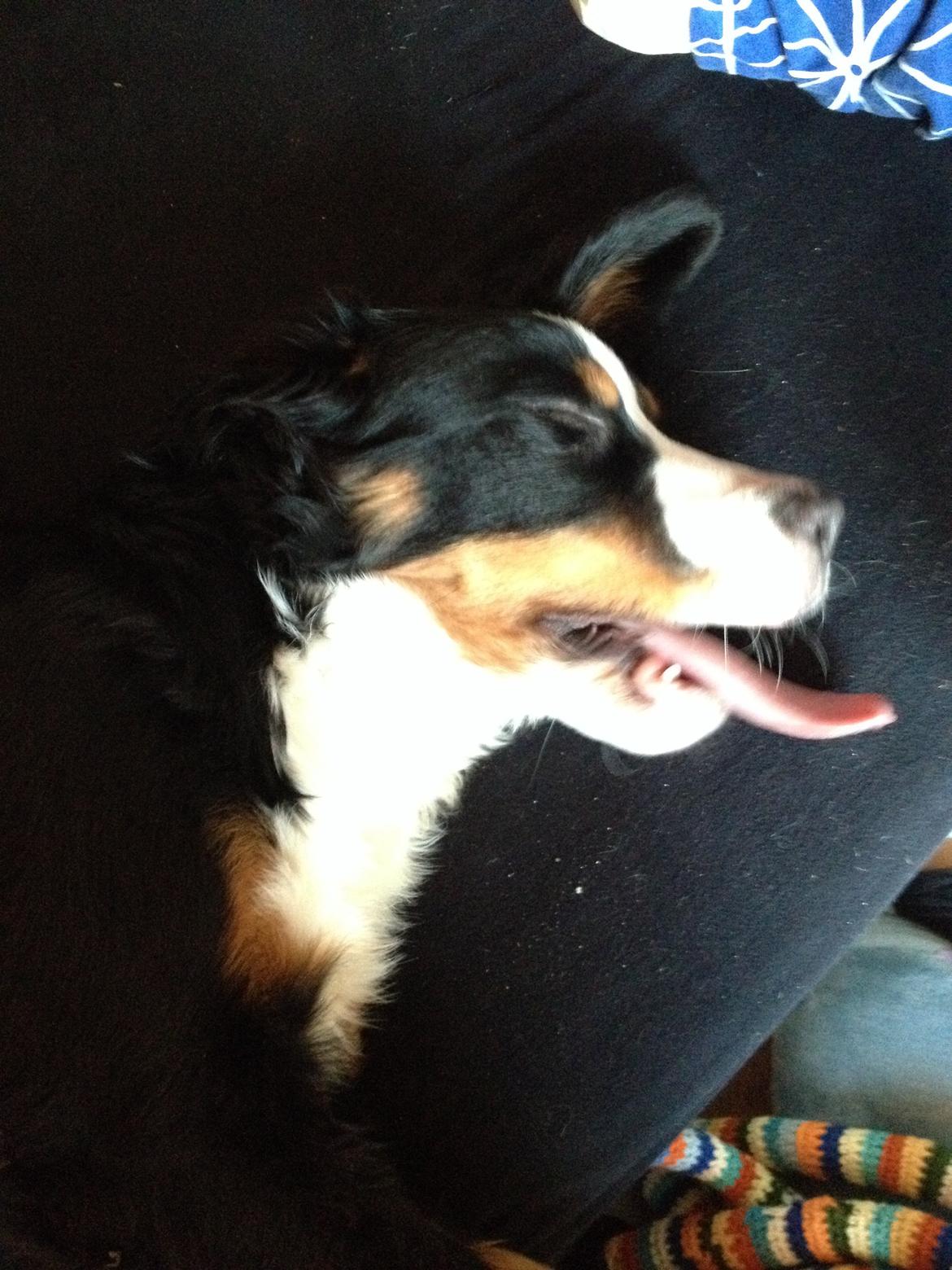 Berner sennenhund Max billede 12