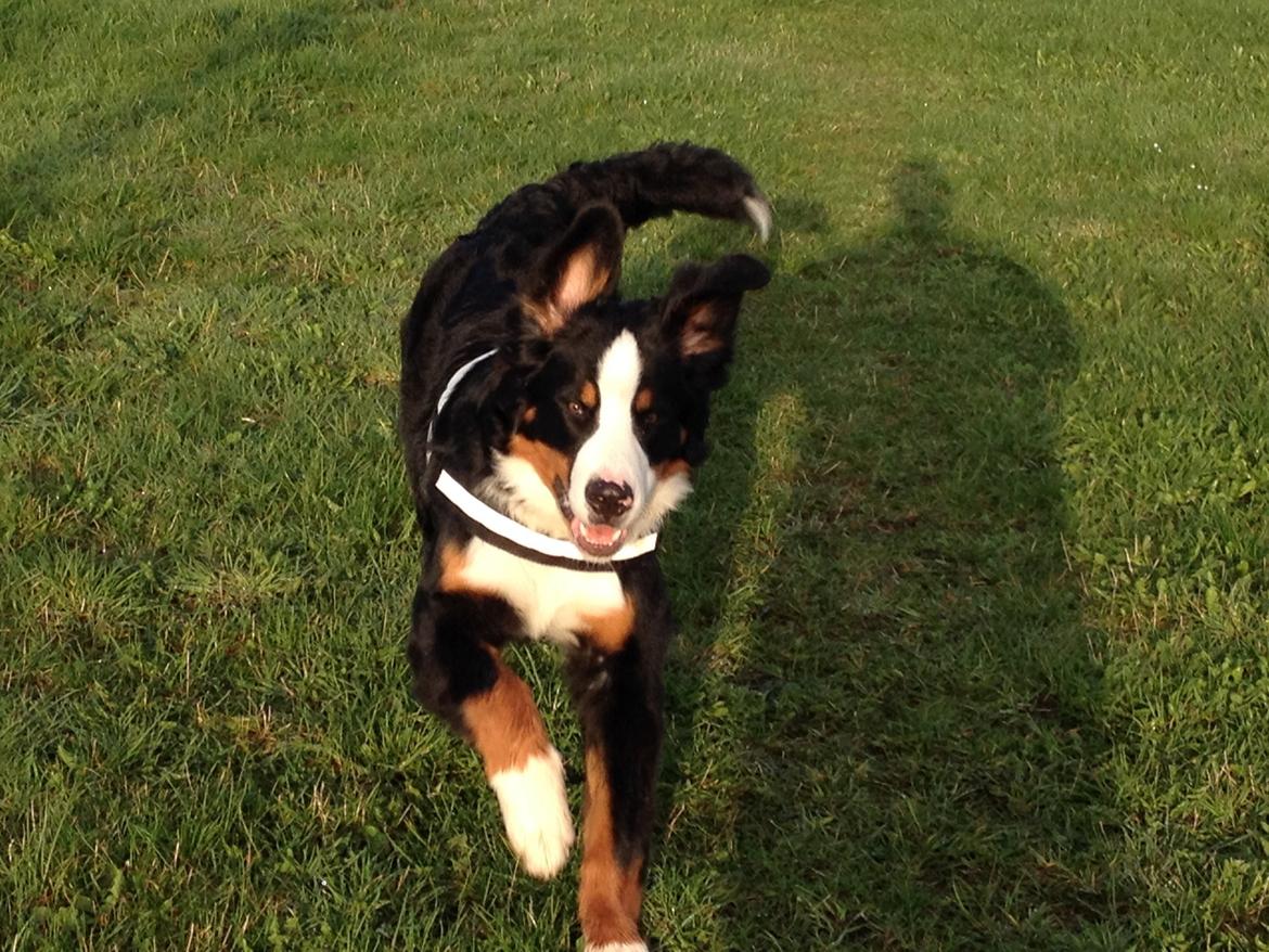 Berner sennenhund Max billede 20
