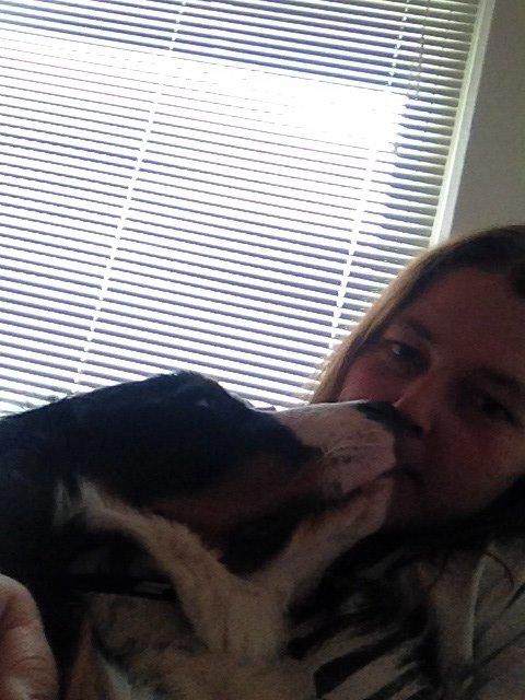 Berner sennenhund Max billede 19