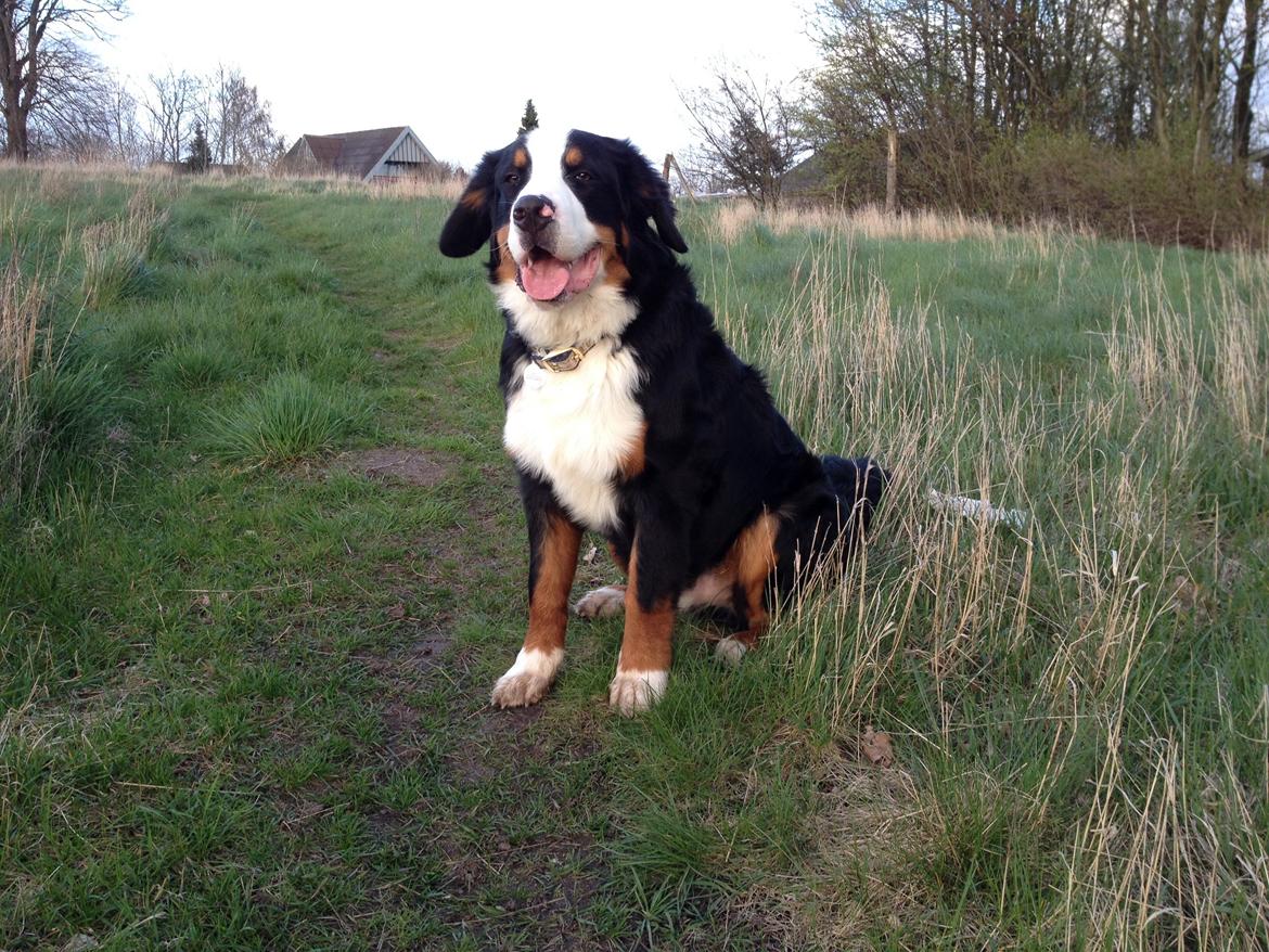 Berner sennenhund Max billede 21