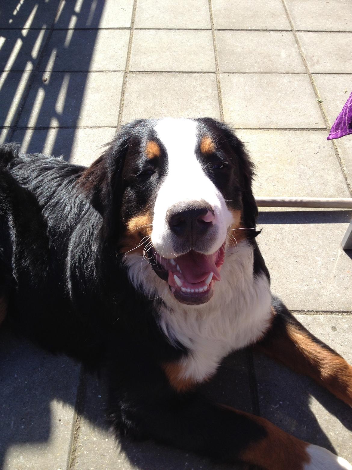 Berner sennenhund Max billede 22