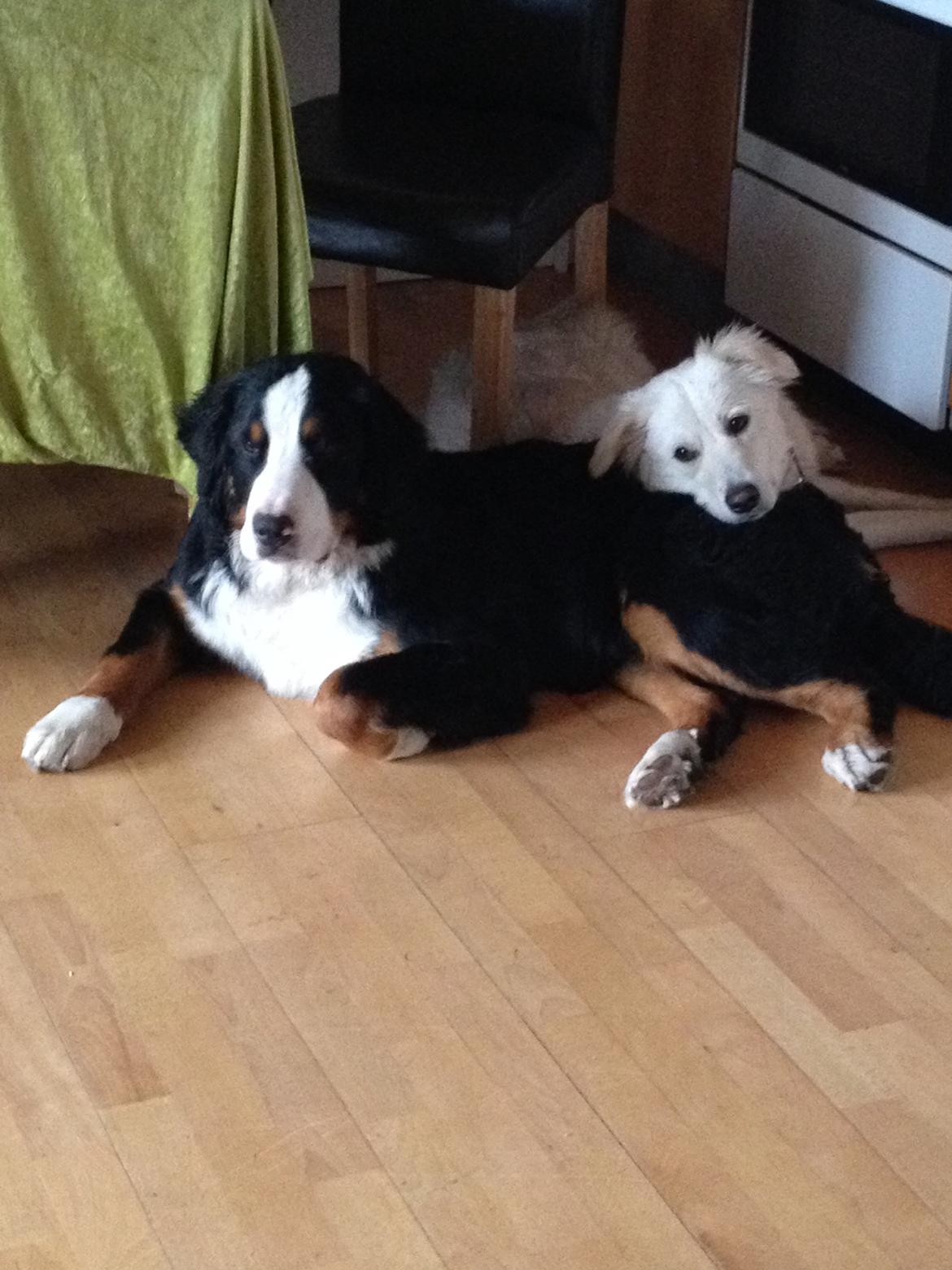 Berner sennenhund Max billede 24