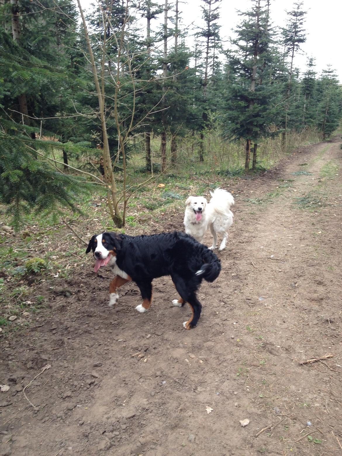 Berner sennenhund Max billede 23