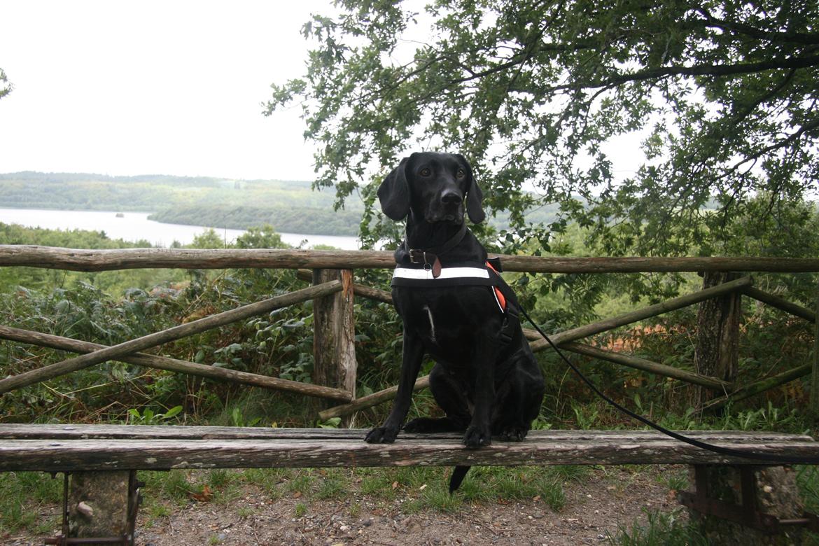 Blanding af racer Sille billede 2