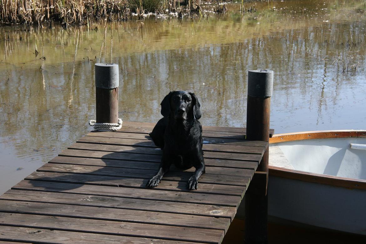 Blanding af racer Sille billede 3