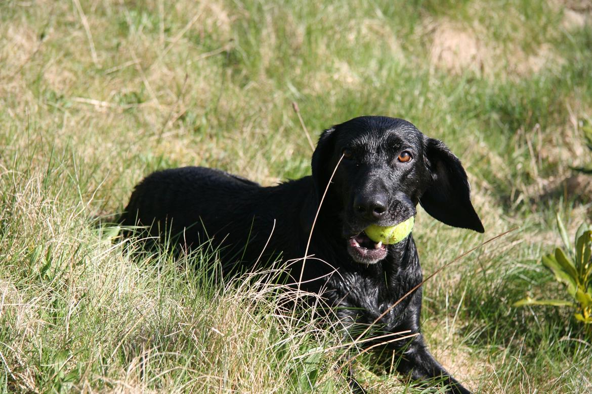 Blanding af racer Sille billede 4