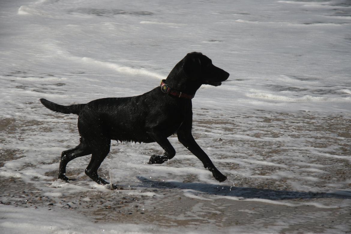 Blanding af racer Sille billede 5