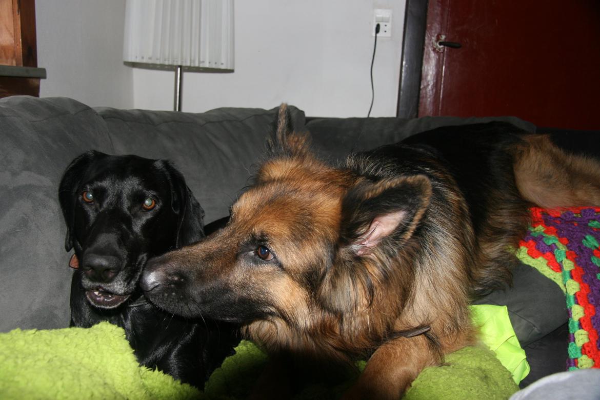 Blanding af racer Sille billede 6