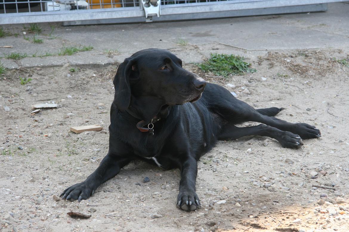 Blanding af racer Sille billede 7