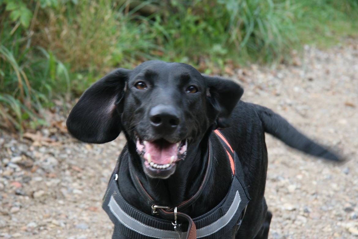 Blanding af racer Sille billede 8