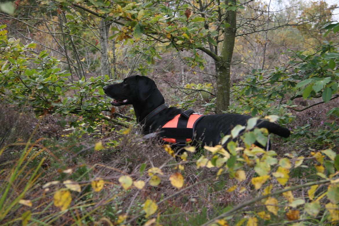 Blanding af racer Sille billede 9