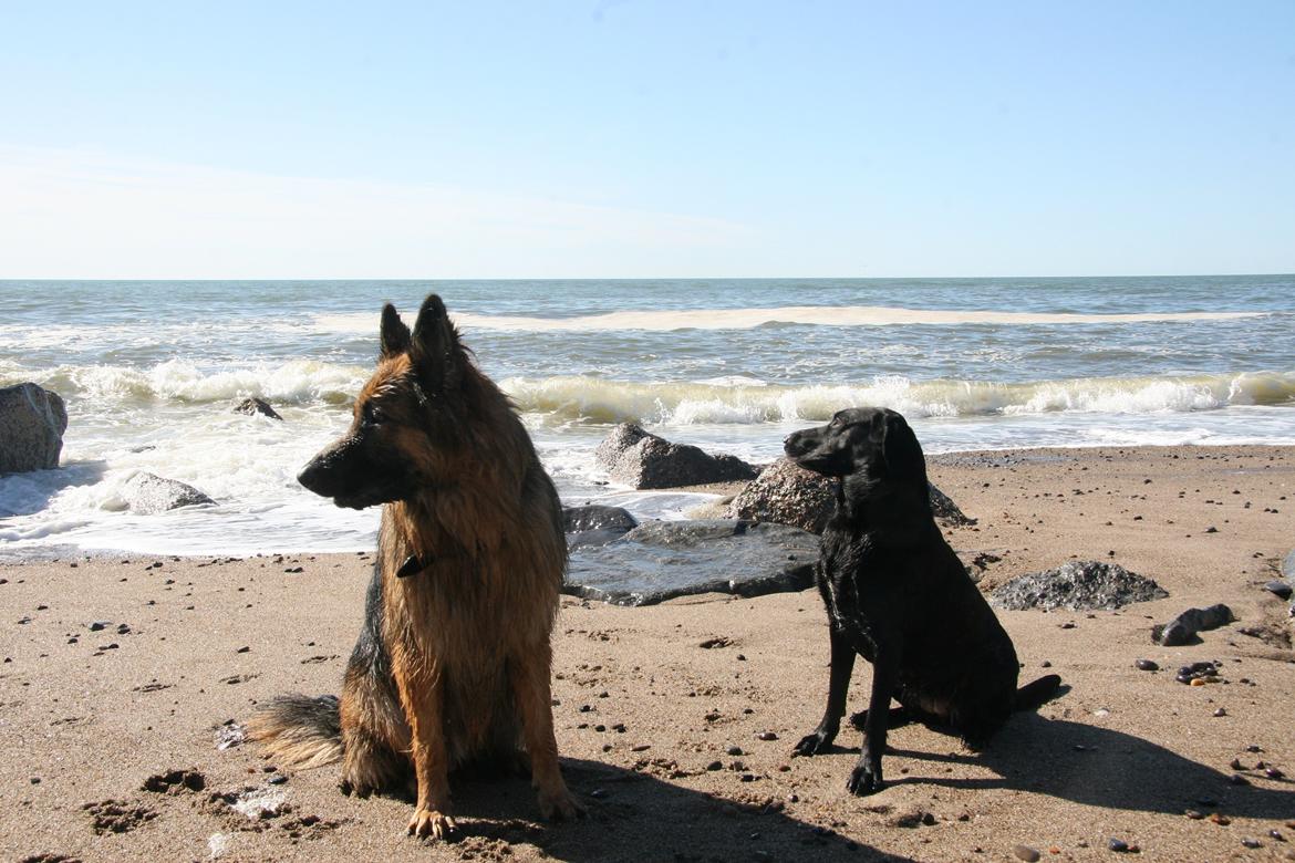 Blanding af racer Sille billede 10