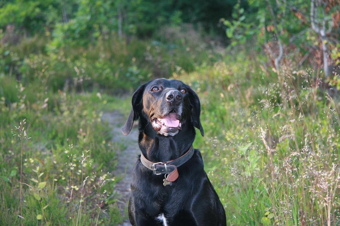 Blanding af racer Sille billede 1