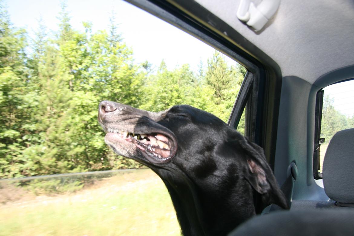 Blanding af racer Sille billede 11