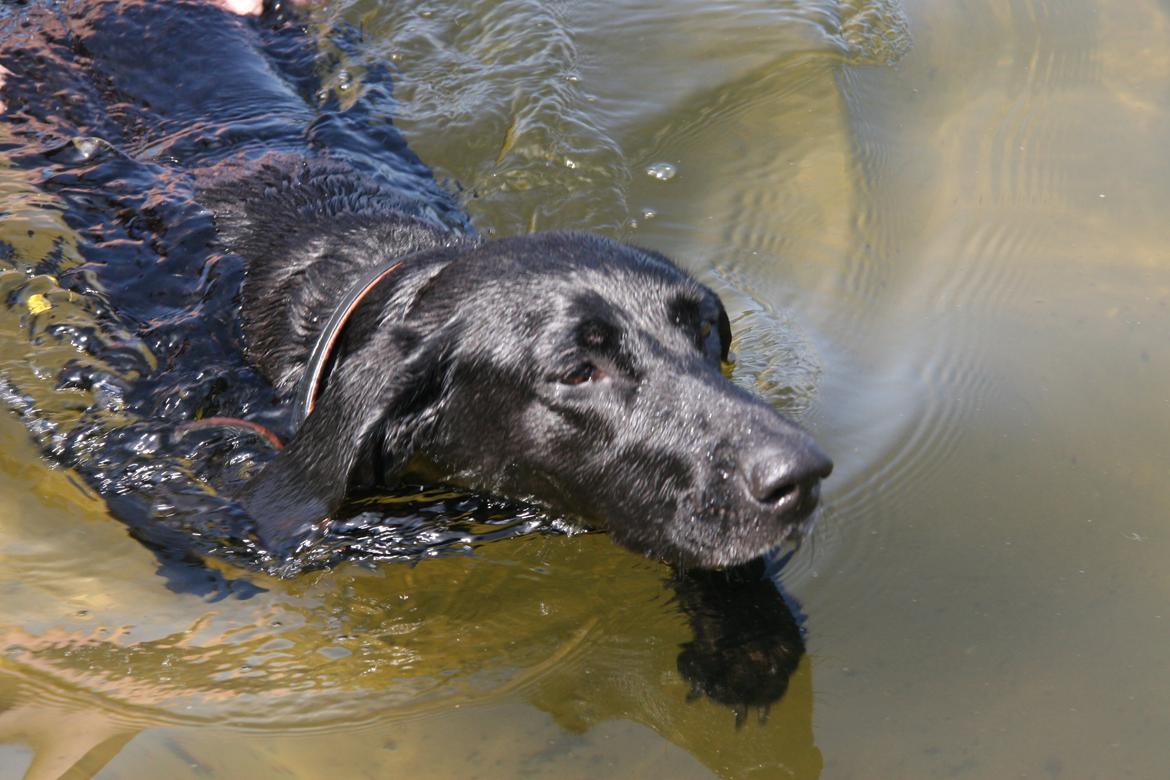 Blanding af racer Sille billede 12