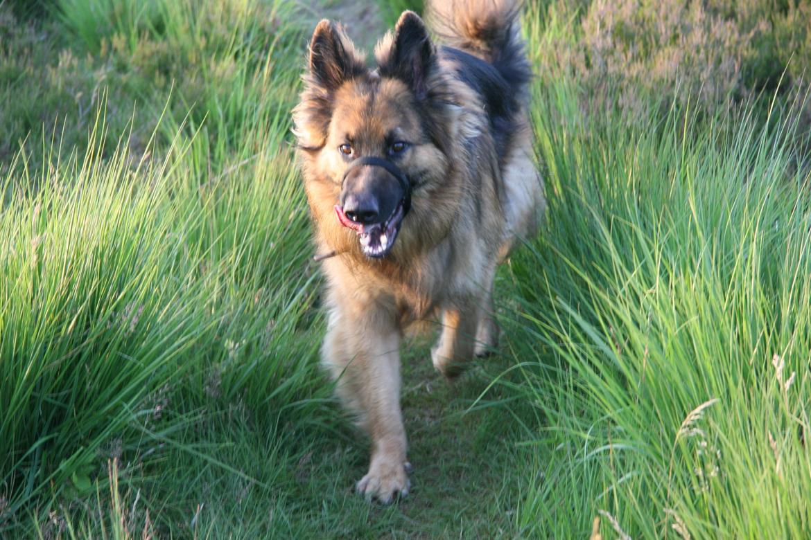 Schæferhund Diesel billede 35