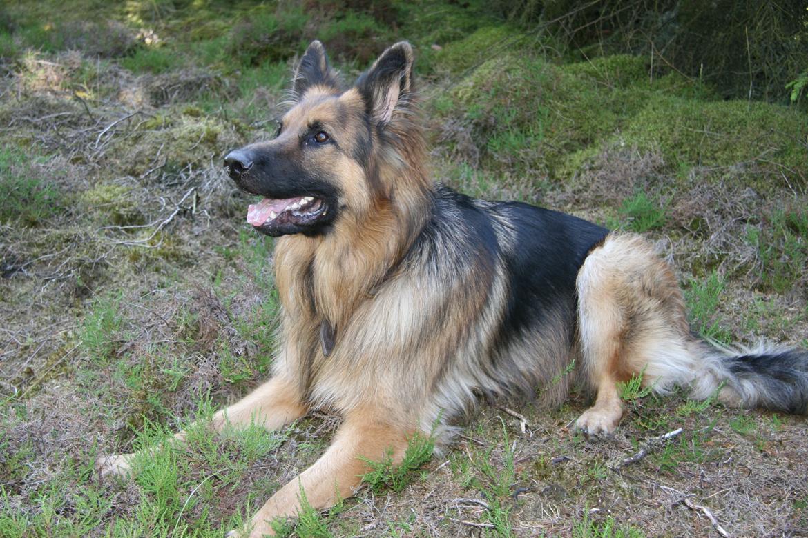 Schæferhund Diesel billede 37
